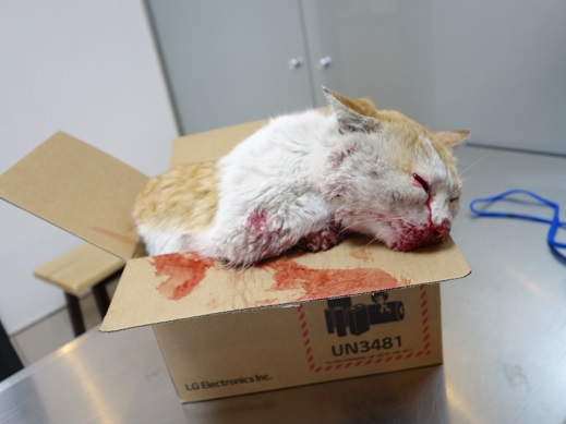 울산 동구 전하동 장보팰리스 앞에서 교통사고 고양이 구조